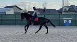 Кобыла 2022 гр