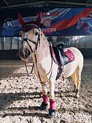 ПОНИ 8 ЛЕТ 142 СМ В ХОЛКЕ