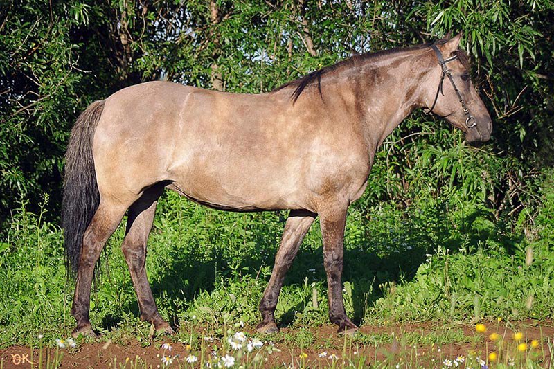 Конный спорт соревнование дети. Реакции с алюминием егэ по химии. Капышев жоккей. Игрушка паровоз спектр конструктор. Конный спорт.