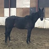 МЕРИН 4 ГОДА 168 СМ В ХОЛКЕ 