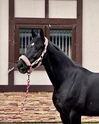 ИМПОРТНЫЙ ЖЕРЕБЕЦ