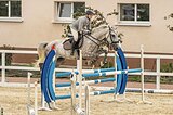КОБЫЛА В КОНКУР