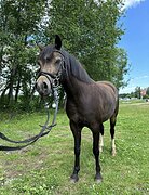 БЕЗОПАСНАЯ ПОНИ