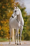 АРАБСКАЯ КОБЫЛА