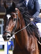 ФЛЕГМАТИЧНЫЙ ЖЕРЕБЕЦ 