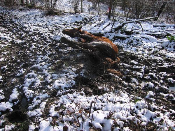 видимо в роду у него были свинушки, просто обажает поваляться где погрязнее