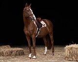 Ласковый, нежный конь