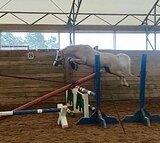 Уэльский жеребец в спорт
