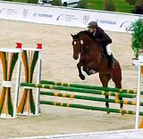 Жеребец 2021 гр в конкур 