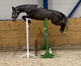 Орловская кобыла 2021 гр