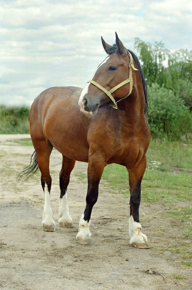 Георгина. Перед выст-кой  "Эквирос-2005"