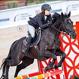 ВОРОНОЙ БУДЕННОВСКИЙ МЕРИН