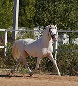 Жеребец Уэльский пони