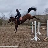 Кобыла в спорт 