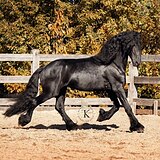 ФРИЗСКИЙ ЖЕРЕБЕЦ 12 ЛЕТ