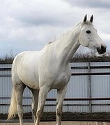 МЕРИН В КОНКУР • МАРШРУТЫ 10