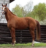 МЕРИН В ЛЮБУЮ ДИСЦИПЛИНУ