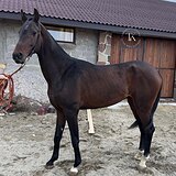 АХАЛТЕКИНСКИЙ ЖЕРЕБЕЦ
