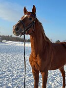 Тракененский жеребец