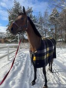 Кобыла 