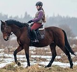 ФЛЕГМАТИЧНЫЙ ЖЕРЕБЕЦ
