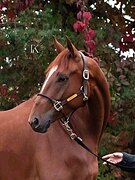 КОБЫЛА 4 ГОДА 173 СМ В ХОЛКЕ