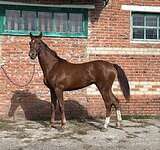 Тракенка в спорт 