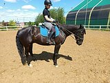 Карачаевский мерин