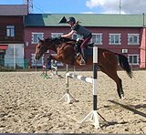 Конкурная кобыла