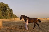в любительский конкур