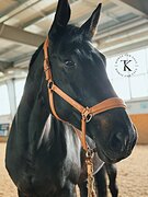 ВОРОНАЯ КОБЫЛА 175 СМ В ХОЛКЕ