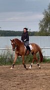 Ганноверский мерин в любит