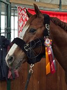 Жеребец в спорт