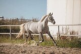 Орловская кобыла 