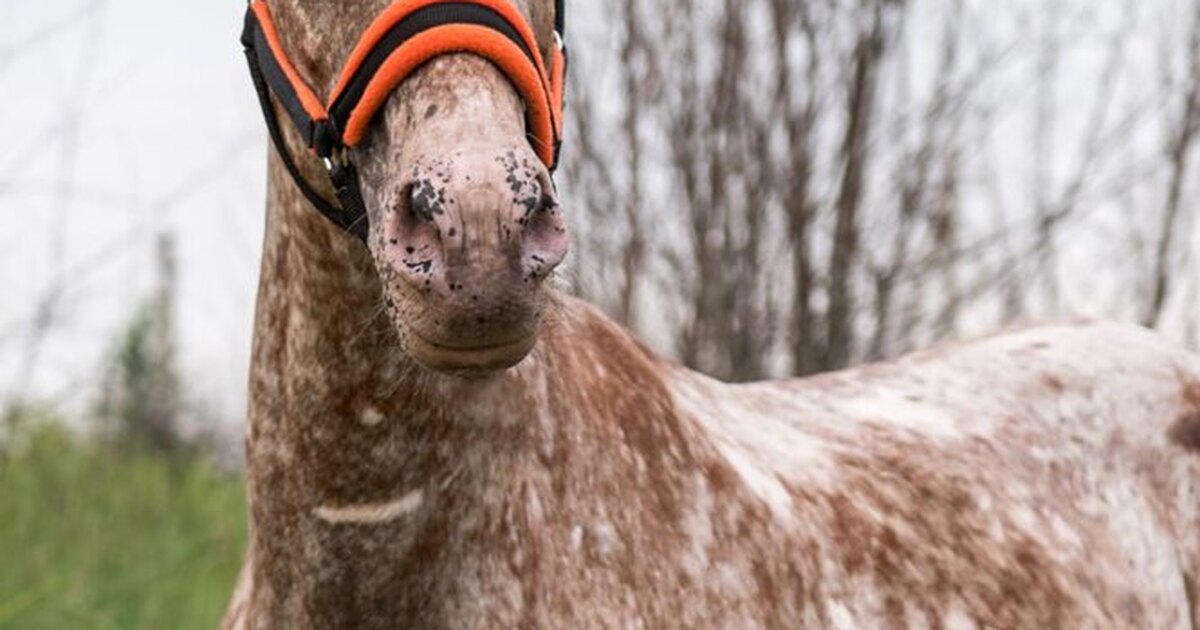 Чемпионат по конному спорту без коней
