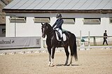 Вестфальский жеребец
