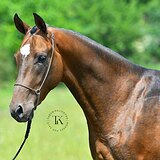 АХАЛТЕКИНСКИЙ ЖЕРЕБЕЦ 7 ЛЕТ