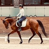 ЛАТВИЙСКИЙ МЕРИН 5 ЛЕТ