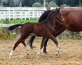 Deluxe Red Start