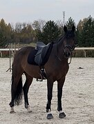 Выездка / конкур 
