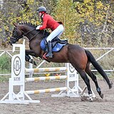 ГОЛШТИНСКИЙ МЕРИН 6 ЛЕТ 