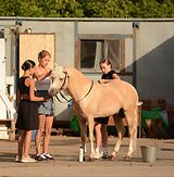 Уэльский пони жеребец