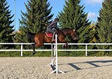Перспективная кобыла