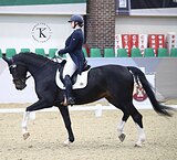 ВЕСТФАЛЬСКАЯ КОБЫЛА НА СП1