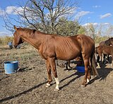 ЧК от Мистера Шама