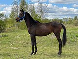 Тракененская кобыла