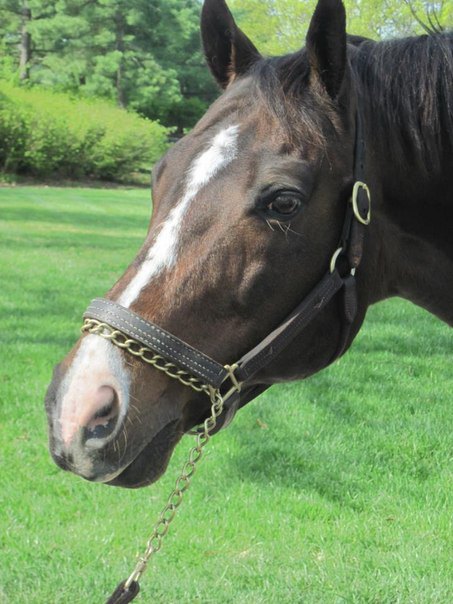 A.P. Indy на Lane's End Farm. 