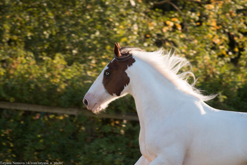 порода - друм-хорс,  владелец - ЧК Fairytale Horse семинар Екатерины Друзь,  КСК "Битца", 2015