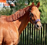 БУДЕННОВСКИЙ МЕРИН 8 ЛЕТ 