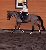 ШИКАРНЫЙ МЕРИН В ВЫЕЗДКУ